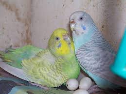 Kiwi And Sky Pet Birds Budgies Bird Cute Birds