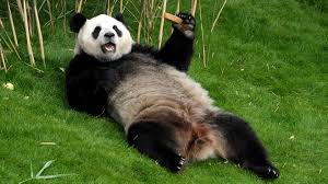 Image result for pandas