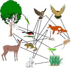 And many of those waste products your kidneys filter out come from the foods you eat. Fitting Algae Into The Food Web