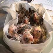 Breeding Cockatiels Candled Eggs Assisted Hatches How To