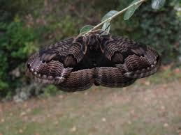 Image result for Triumfetta brachyceras