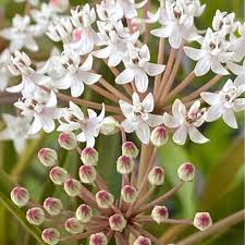 Image result for Asclepias albens