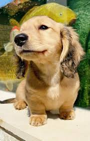 Twig The Most Beloved Dog Puppy In 2020 Unique Dog Breeds Beloved Dog Corgi Dog