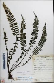 Image result for Asplenium erectum