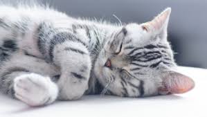 Revealed How Long Do Cats Sleep Purina