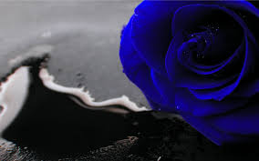 1920x1080 blue roses background wallpaper high definition high quality. Water High Resolution Blue Rose Wallpaper Novocom Top