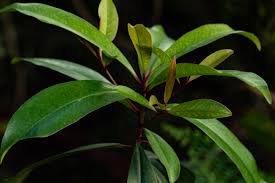 Image result for Rapanea