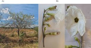 Image result for Astripomoea malvacea