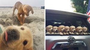 Maybe you would like to learn more about one of these? 13 Pictures Of Golden Retriever Puppies That Show Just How Adorable They Are Top13