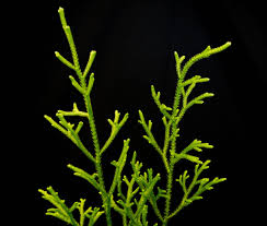 Image result for Lycopodium