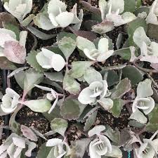 Image result for Kalanchoe pumila