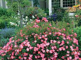 They require full sun (6 or more hours by definition). Drift Roses University Of Florida Institute Of Food And Agricultural Sciences