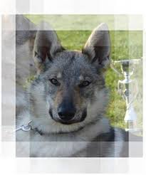 Predajte ľahko a rýchlo na bazoš.sk. Novinky Fci Zamaratan Kennel Ceskoslovensky Vlciak