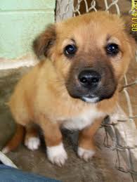 Name Nelliage 8 Weeks Oldbreed Labrador Retriever Shepherd Mixspecial Qualities Nelli Is A Super Cute Little Lab Shepherd Mix Puppy She Is Tan With White Mark