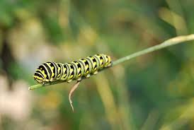 Black And White Striped Caterpillar With Yellow Belly What S Eating My Parsley Caterpillar Black Caterpillar Small Garden Inspiration