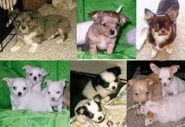 Chihuahua Coat Colors