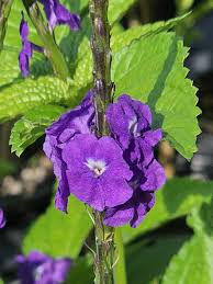 Image result for Stachytarpheta