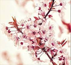 Maybe you would like to learn more about one of these? Cherry Blossom Cross Stitch Pattern Pdf Download Ebay