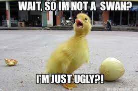 Trending images and videos related to duck! Surprised Duck Meme Imgur