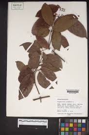 Image result for Hippocratea