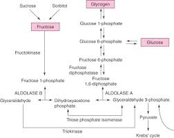Image result for Hereditary Fructose Intolerance