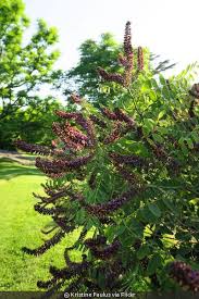 Image result for Indigofera atriceps