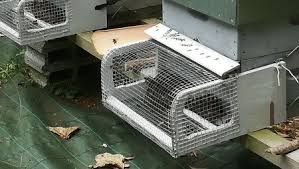 Frelon européen et frelon asiatique. Pourquoi Il Ne Faut Pas Pieger Soi Meme Les Frelons Asiatiques
