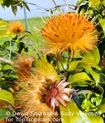 Image result for Striga chrysantha