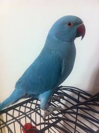 How much does an indian ringneck parrot cost? Blue Parrot My New Obsession Alexandrine Parrot Parrot Pet Birds