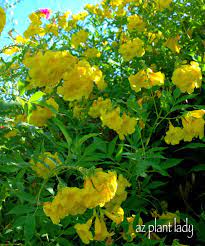 Desert landscaping easy desert plants for your yard. Yellow Flowers Archives Desert Gardening 101