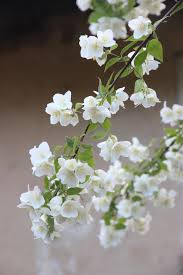 We did not find results for: 1500 Jasmine Flower Pictures Download Free Images On Unsplash
