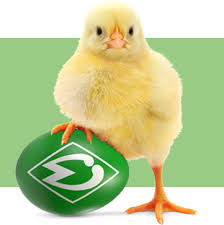 Werder bremen logo old wall style. Logoeier De