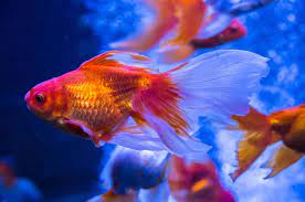 Maybe you would like to learn more about one of these? Do Goldfish Need An Air Pump Complete Guide Fish Tank Master