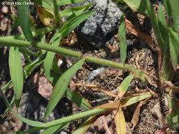 Image result for Digitaria sanguinalis