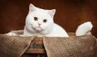British Shorthair - Wikipedia