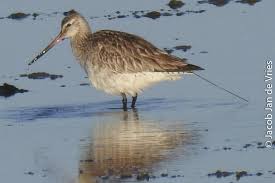 Het is van waarde voor de hele wereld en voor miljoenen vogels. Waddentrekkers Waddenflyways 2 Nioz