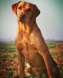 Blade Rosso Fyn Of Pigeonman Outstanding Fox Red Labrador Stud Dog A Brilliant Gundog With Extensive Health Testin In 2020 Fox Red Labrador Red Labrador Stud Dog