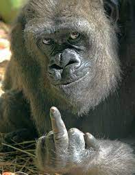 Joy 20 may 2015 at 20:37. 25 Remarkable Photographs Of Gorillas Monkeys Funny Cute Funny Animals Laughing Animals