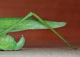 Image result for Philenoptera katangensis