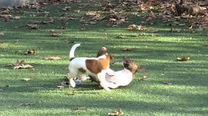 The jack russell terrier is a true working terrier. Jack Russell Terrier Vs Miniature Bull Terrier Youtube