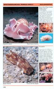 They have nothing to do with hrm, and all it does is spread fear because 90% of them are related to positive cases. Mediterranean And Atlantic Invertebrate Guide Nhbs Field Guides Natural History