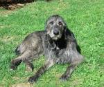Irish Wolfhound Puppies For Sale - AKC PuppyFinder