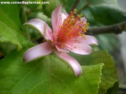 Image result for Grewia praecox