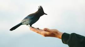 Nature Sprouts: Exploring Birds
