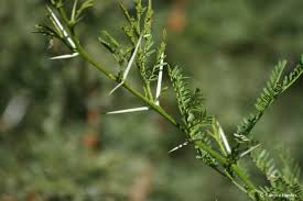 Image result for Searsia rehmanniana