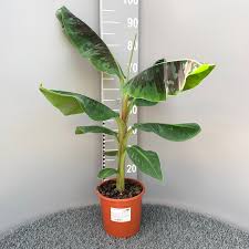 Image result for Musa Cavendish