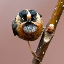 What is your favorite baby animal called? Photo By Adityaa Chavan Real Face Of Angry Bird Name Rufous Fronted Bushtit In The Sikkim India Wild India Nature B Pretty Birds Funny Birds Pet Birds