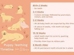 Once baby's first steps happen, it's usually a matter of weeks, give or take, before she starts taking more confident, steady strides on her own. Puppy Development From 1 To 8 Weeks