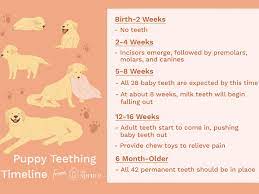 It takes them about ten days after being born for their ears to finish development. Puppy Development From 1 To 8 Weeks