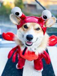 Pin On Halloween Dogs